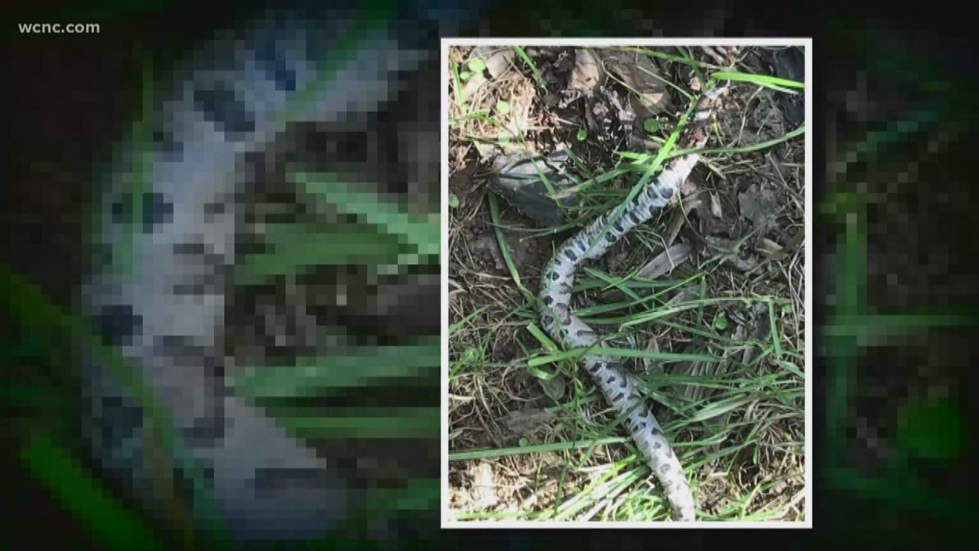 There's something unusual this year; snake bites continued at a high pace from the summer into fall.