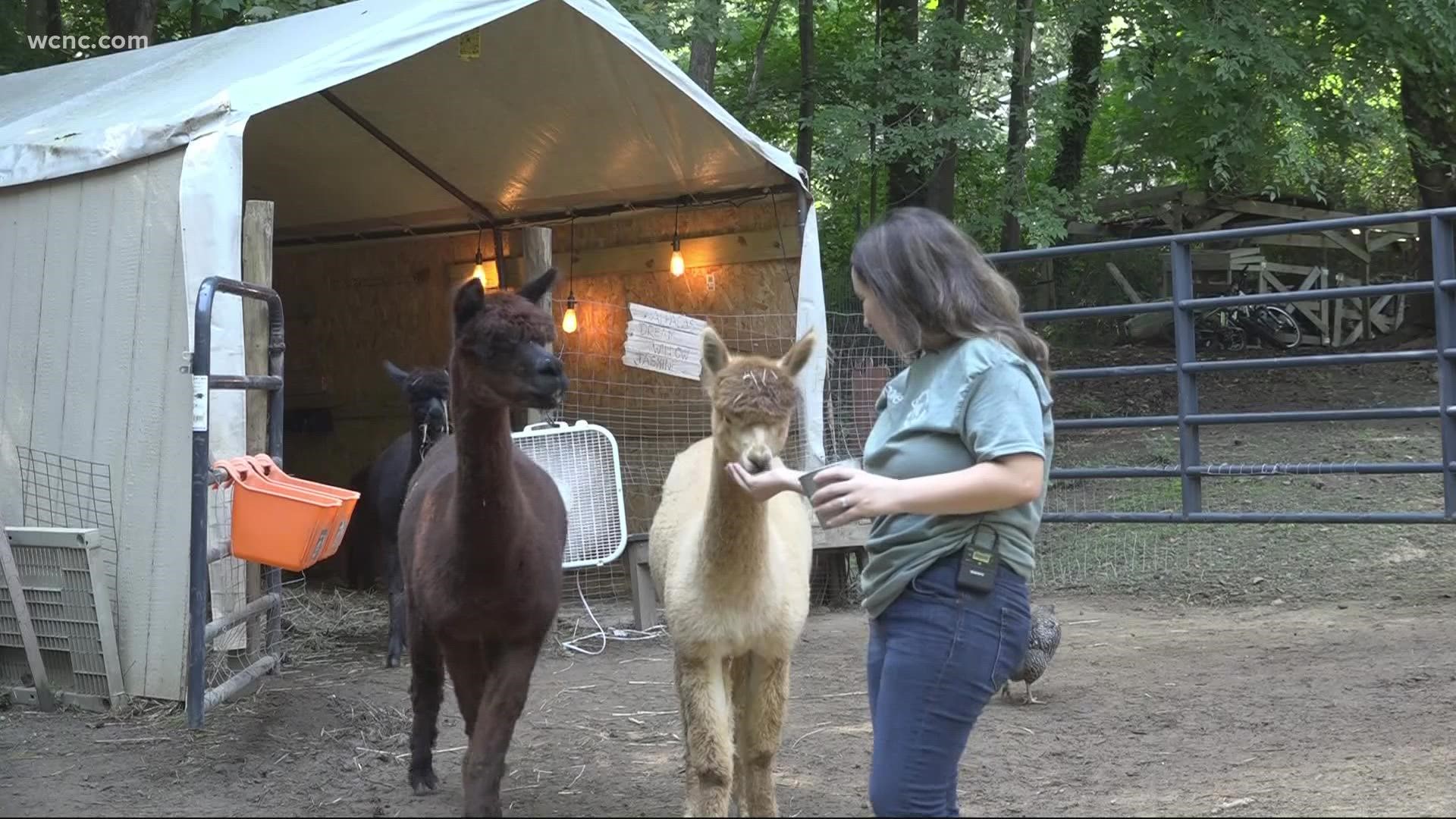 A local alpaca farm didn't want to be open to the public at first. Now, it's a hit!