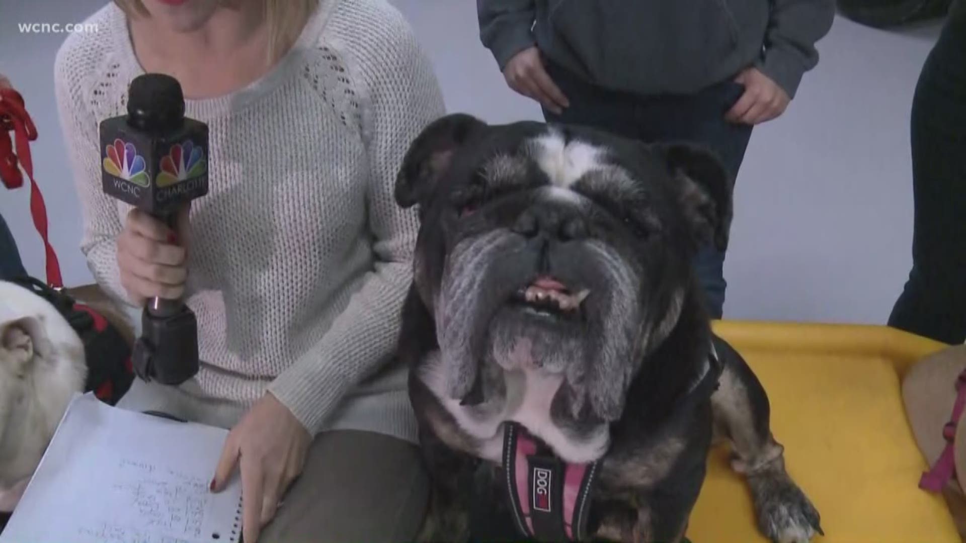 You know the big names in supermodeling. But have you met the beautiful bulldogs that will walk the Charlotte runway?