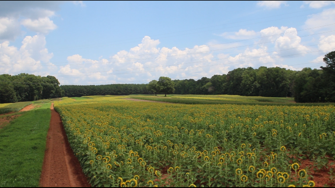 PHOTOS Sunflower fields in South Carolina