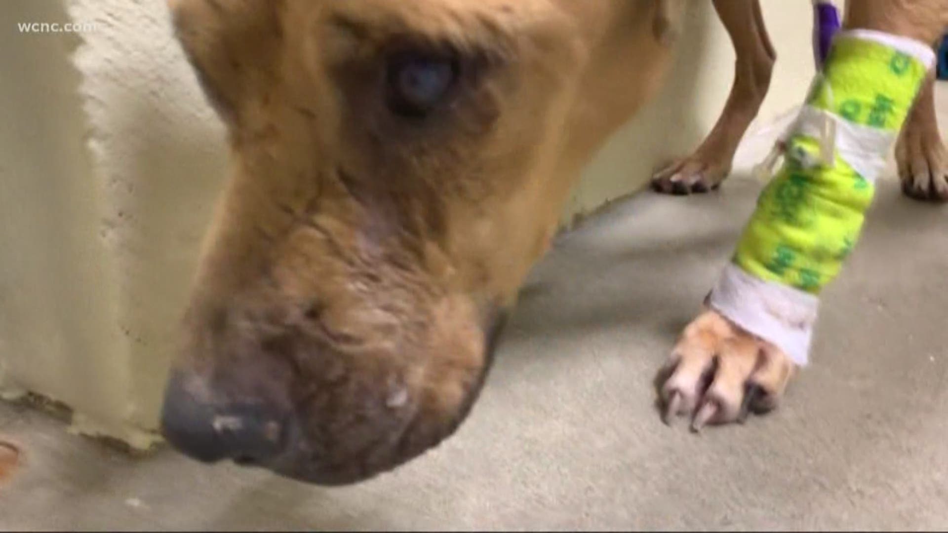 Buddy was captured hearts across the country since he was rescued. He may end up losing an eye, leg and part of his tail, but he's in good spirits. His caretakers say he'll be up for adoption soon through the Lancaster County SPCA.