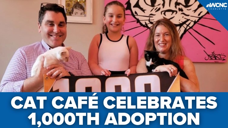 Charlotte cat cafe reaches 1,000 adoptions