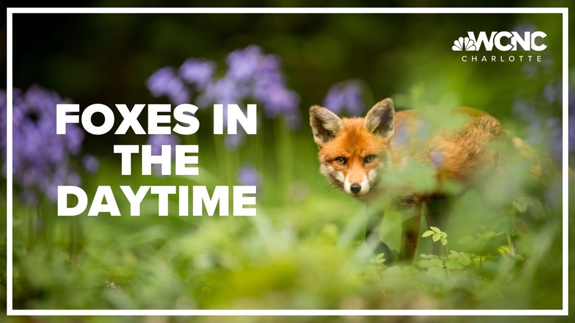 Experts say to expect more foxes in broad daylight