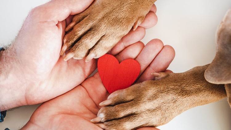 SC organizations team up to hold dog blood drive