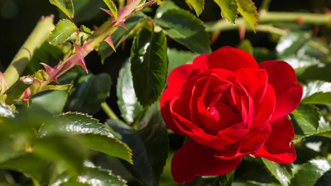 YouDay Why your life is like a rose