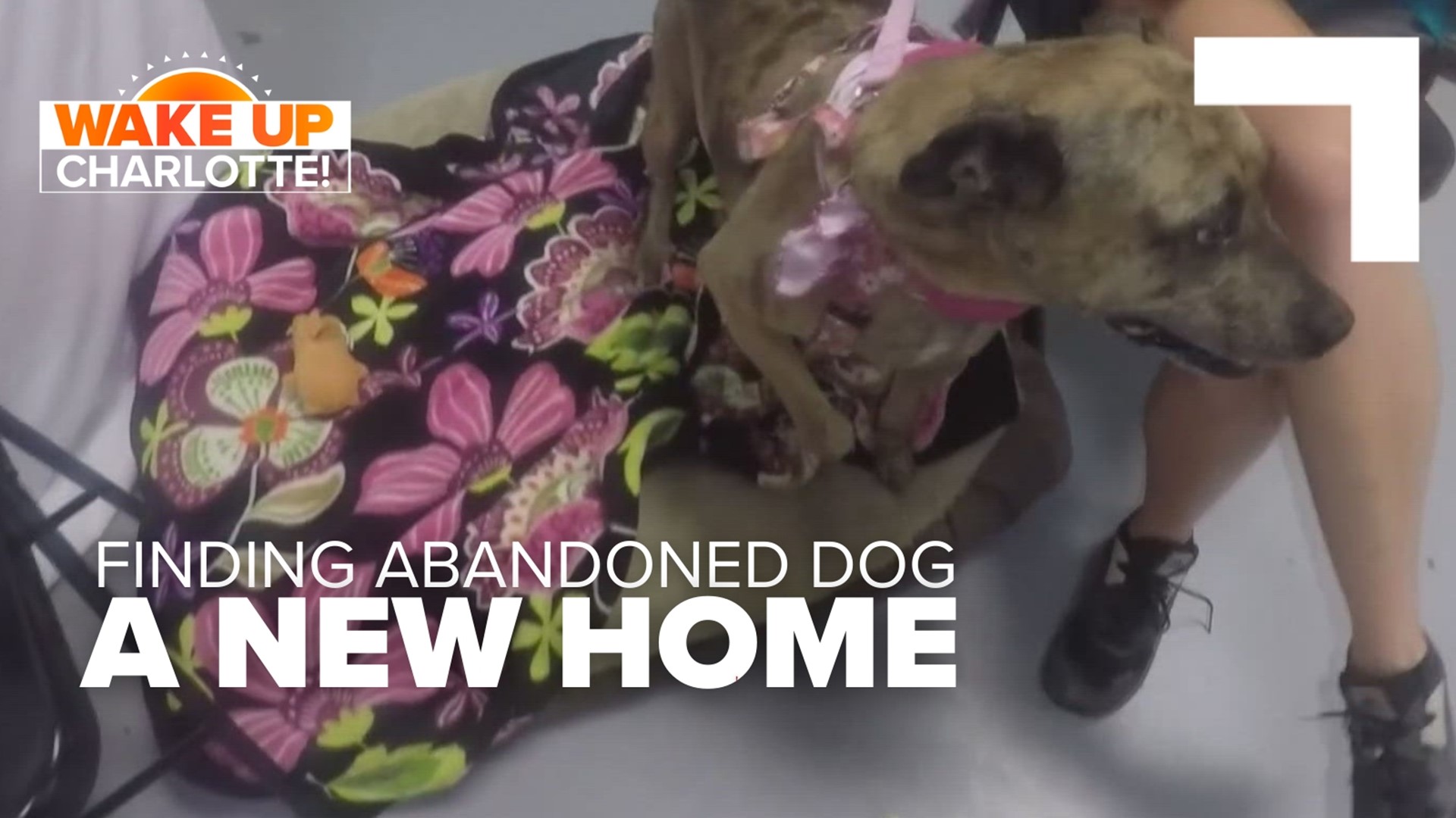Gatlin was dropped off at the Humane Society of York County in September 2017. Her heartbreaking past has made it hard to find her forever home.
