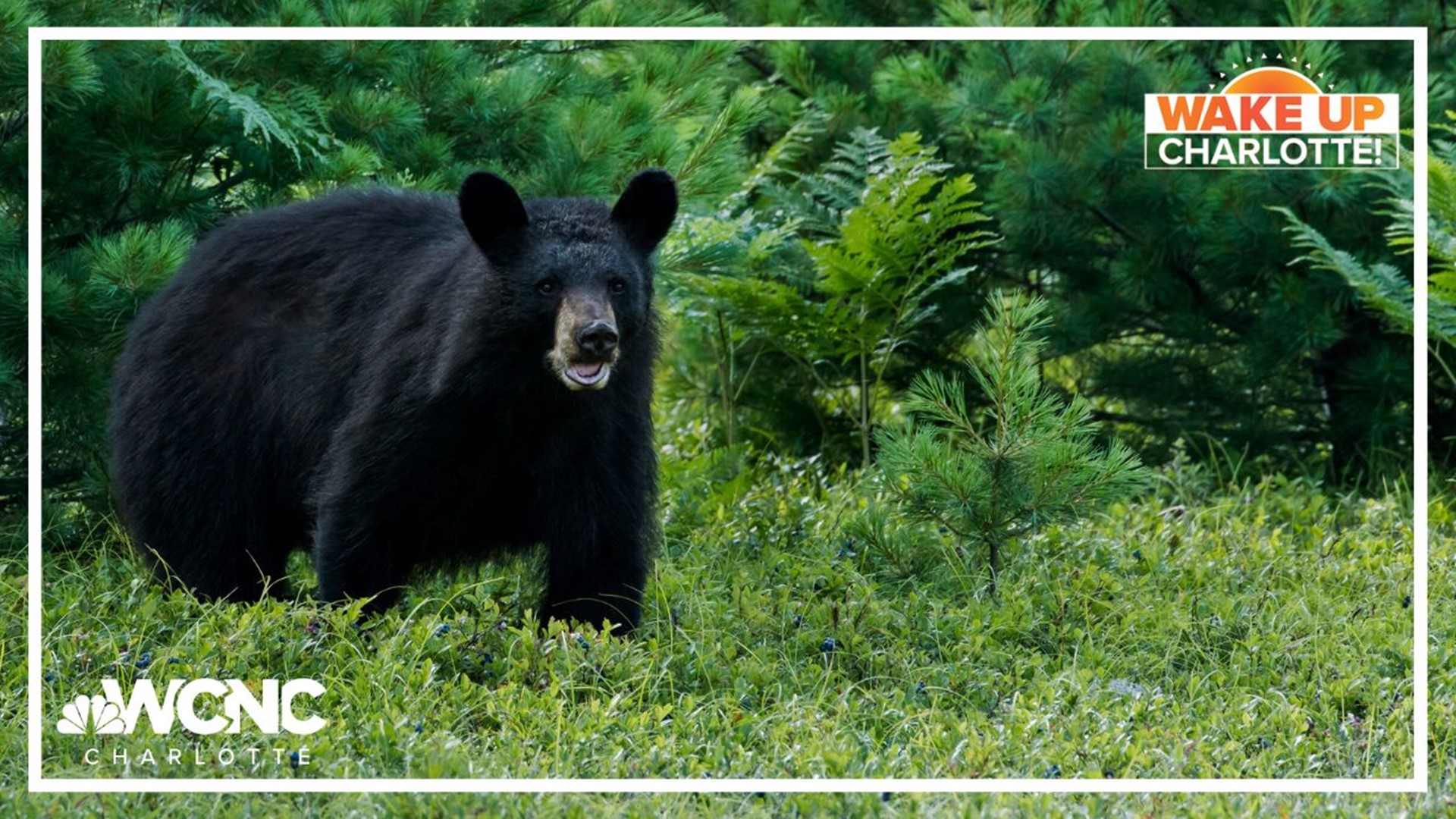 A section of the Blue Ridge Parkway near Asheville is temporarily closed after officials said people were trying to interact with bears.