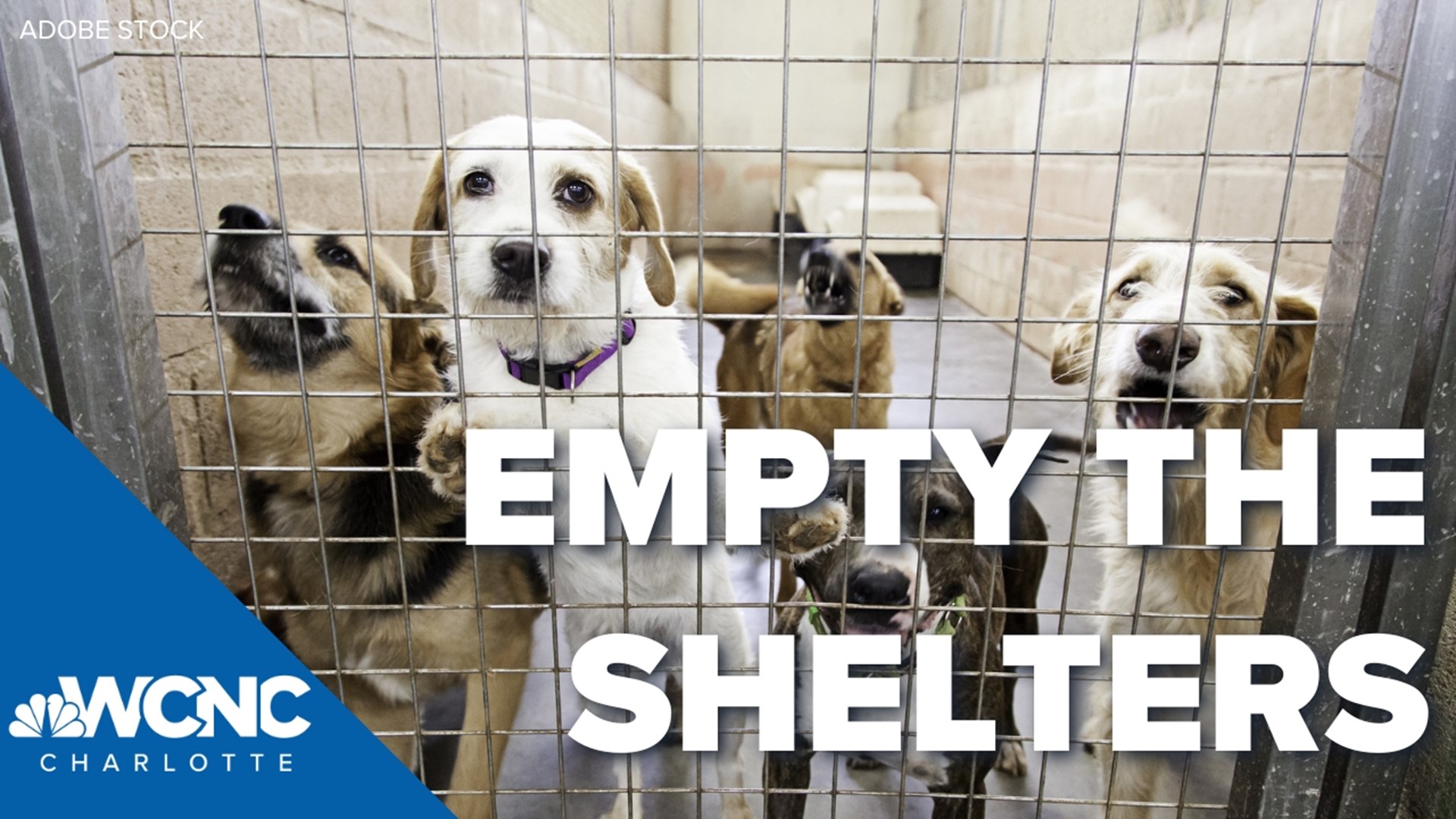 Empty The Shelters event happening at animal shelters in Gaston Co. |  