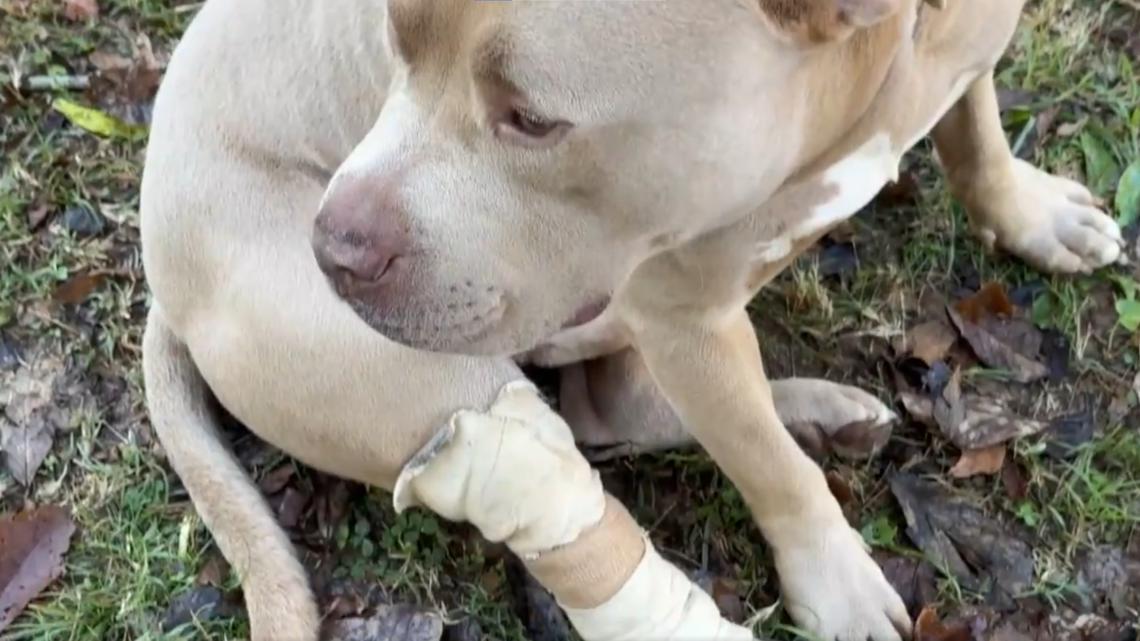 Gastonia Officer Saves Dog Shot by Gunfire