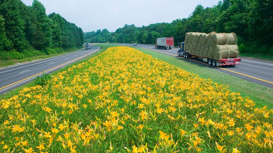 Can You Stop On The Highway And Take Photos Of The Flowers Wcnc Com   A2f5be12 8d47 444d 98e7 8b796c4ef8e2 1140x641 