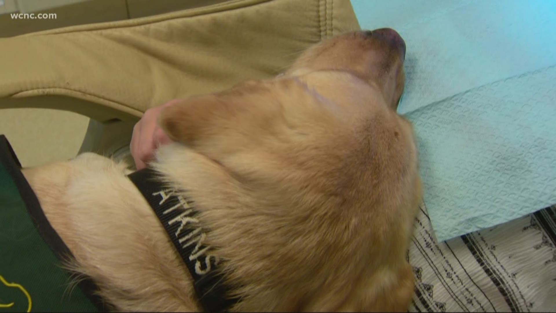 A Harrisburg dentist office is using a service dog to help calm kids fears while at the dentist.