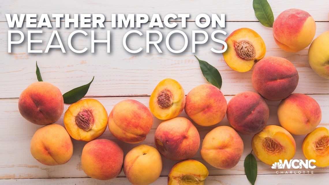Climate change causing peach shortage, agriculture experts say