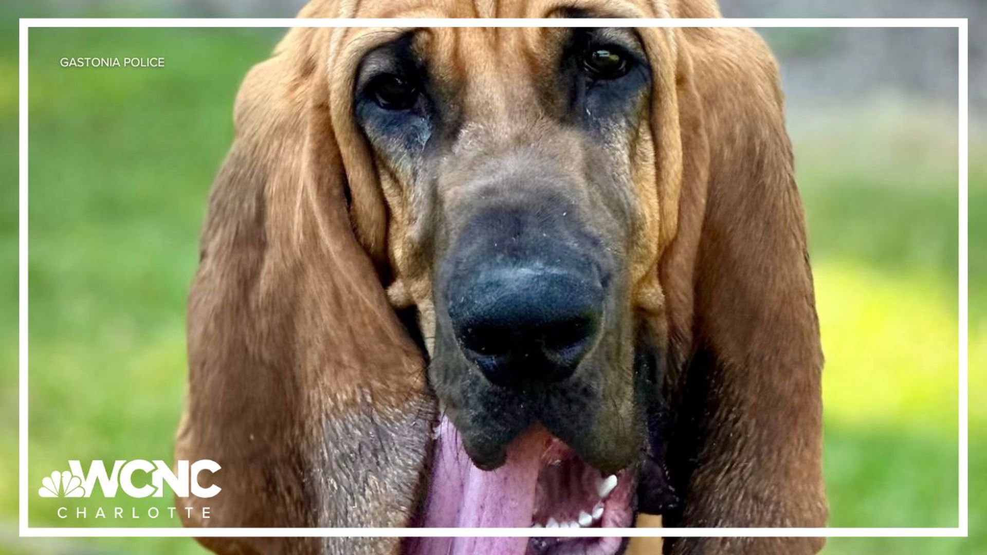 Gastonia K-9 bloodhound Bo was named the National Law Enforcement Hero Dog of 2024.