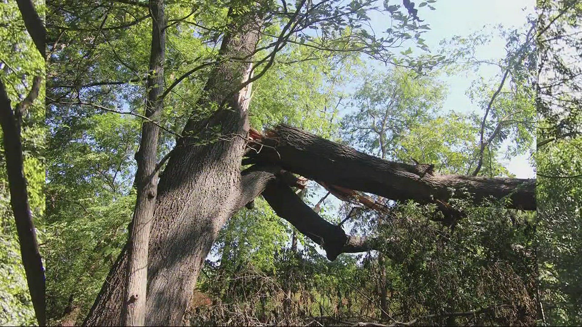 A Monroe family says they're afraid of the large tree behind their property which is splitting.