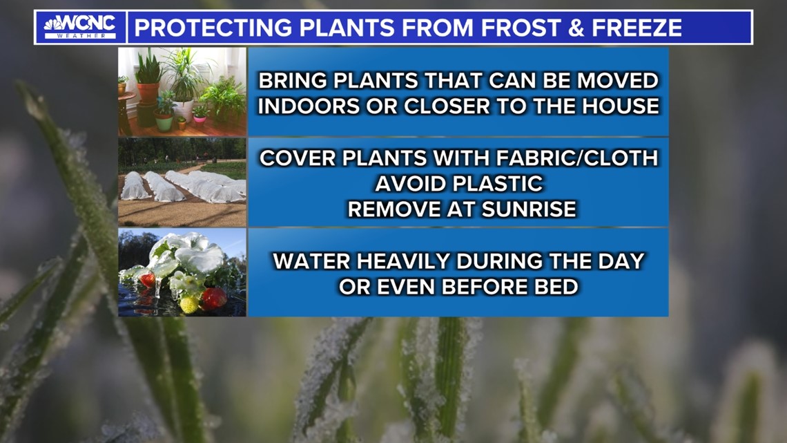 Relocate or cover your plants. Frosty temperatures in the forecast