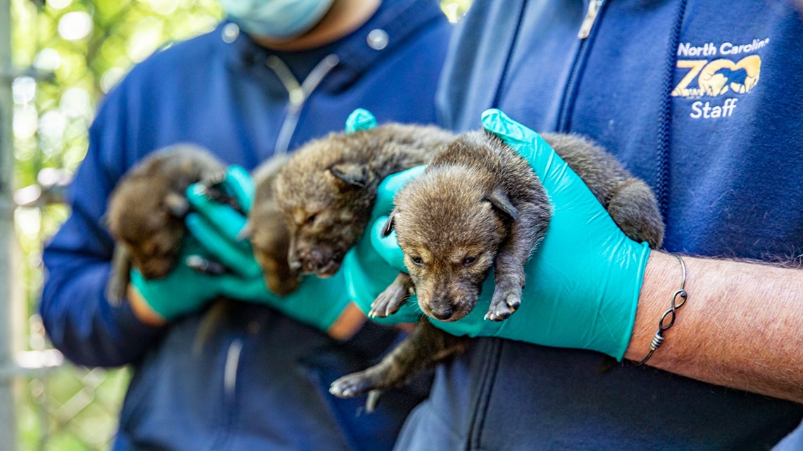 Endangered American Red Wolves at NC Zoo | wcnc.com