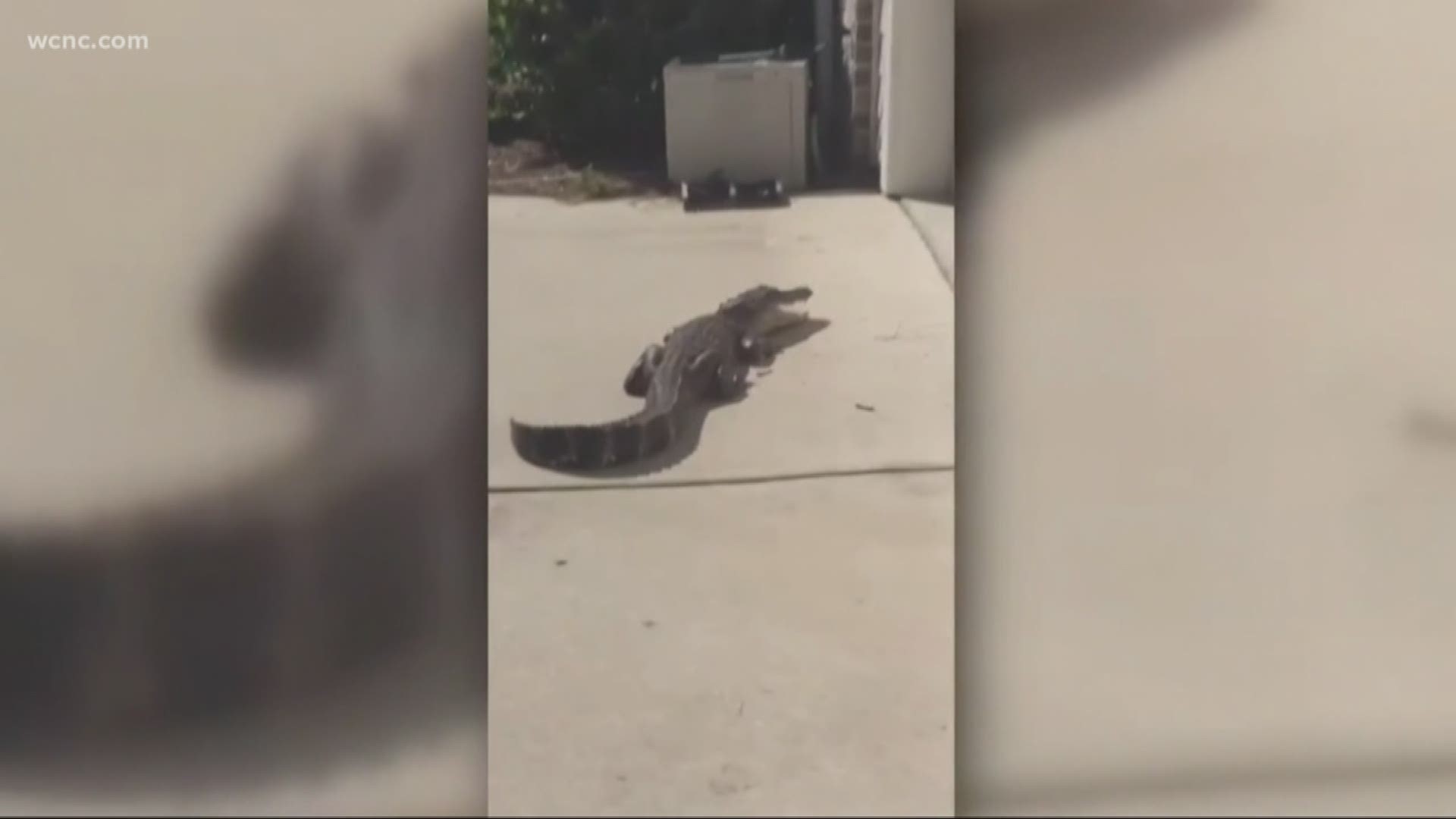 A South Carolina woman heard something knocking on her door. When she went outside to check on what she thought was an Amazon delivery, it turned out to be a huge alligator!