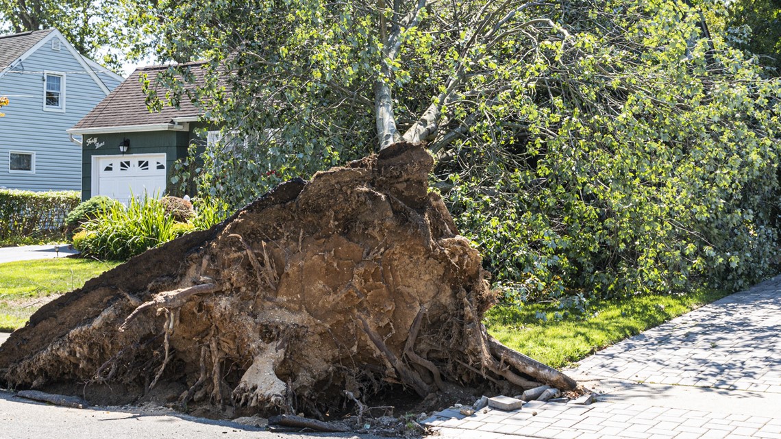 Are you covered if a tree falls on your home?