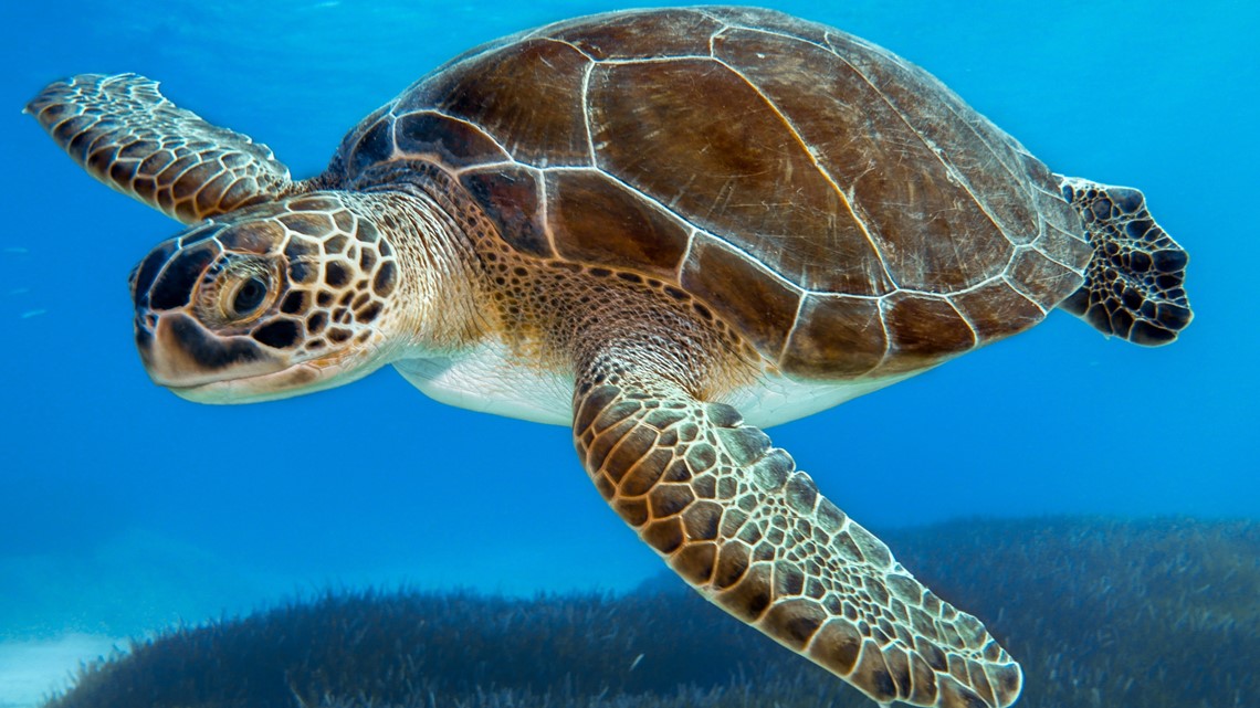 Saving cold-stunned sea turtles in North Carolina | wcnc.com