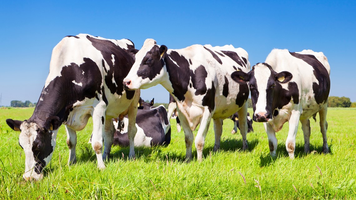 How cows could be the key to helping cool the earth