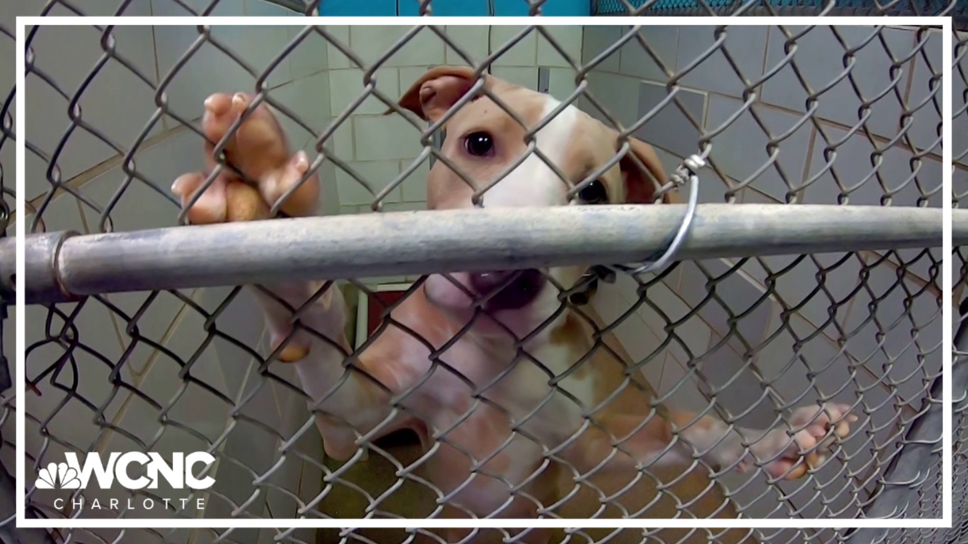 CMPD Animal Care and Control's shelter was built when Charlotte's population was roughly half its current size. Capacity at the shelter has remained the same.