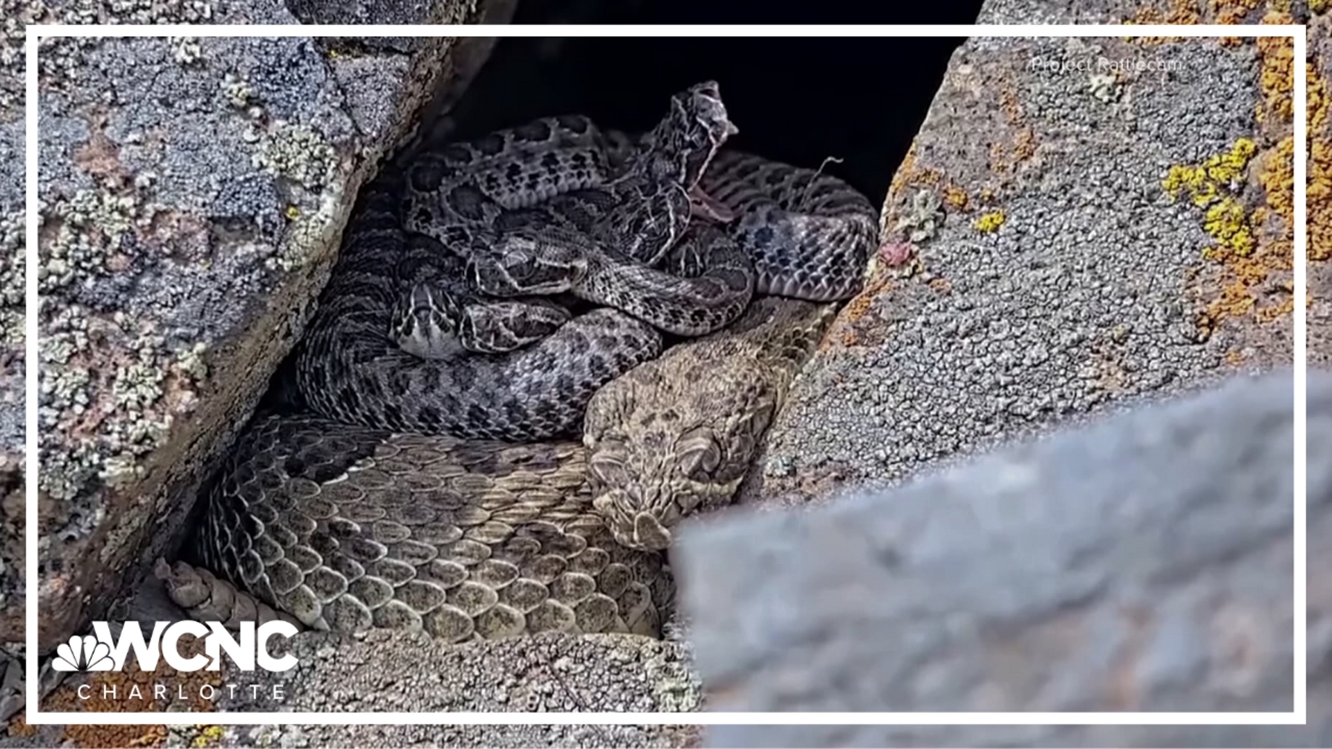 Scientists are getting new insight into the behavior of rattlesnakes after a new group were born at a so-called "megaden" in Colorado.