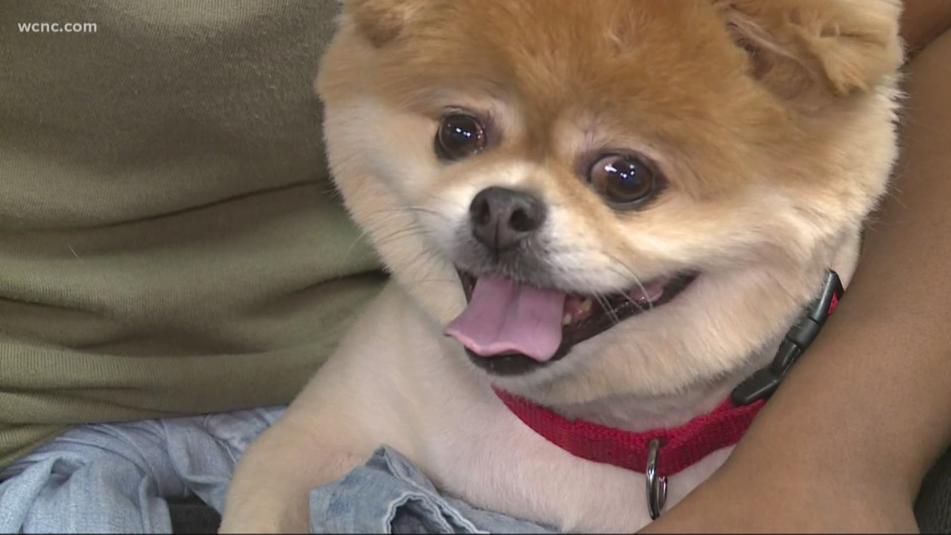 Petsmart with clearance dogs near me