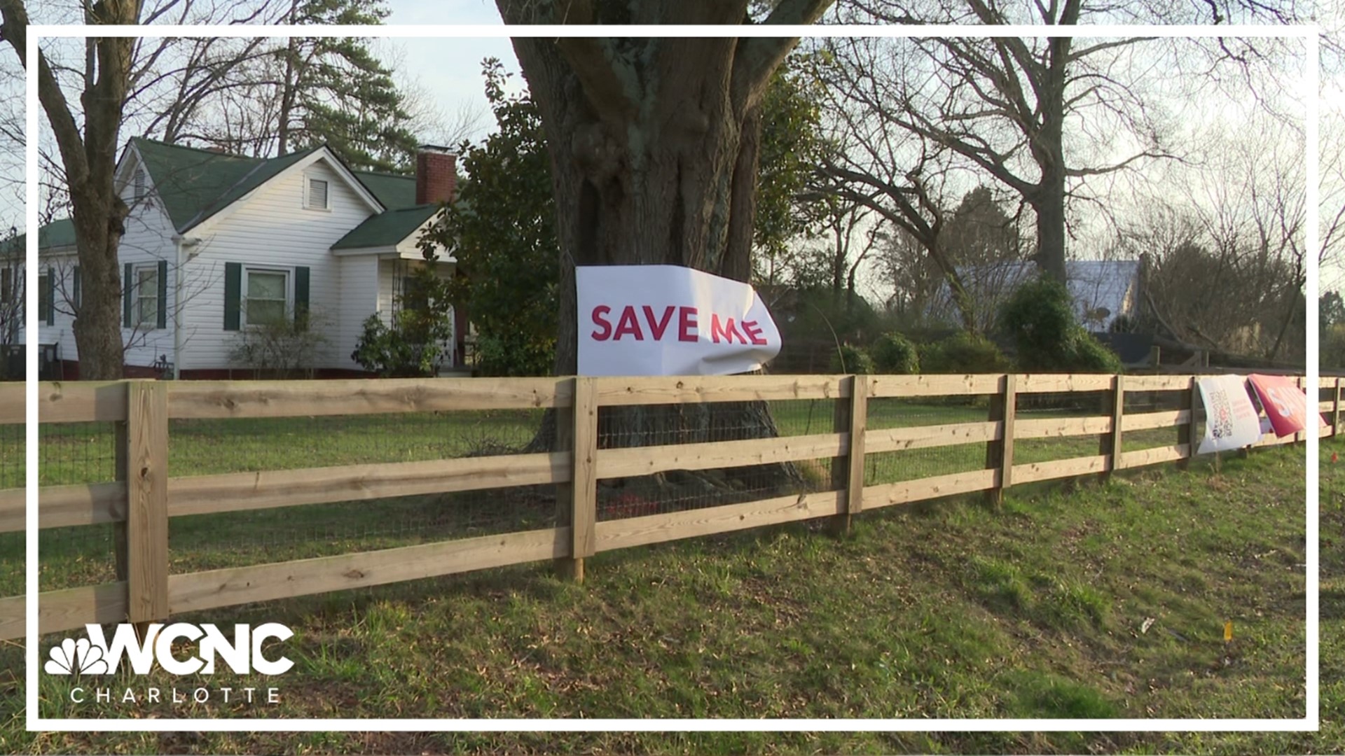 The City of Charlotte notified the homeowners that a heritage tree in their front year would need to be removed to make room for a $3.6 million sidewalk expansion.