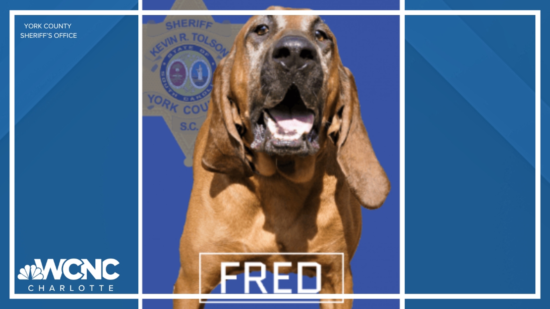 K-9 Fred suffered a medical emergency Tuesday. He died during surgery, officials said.