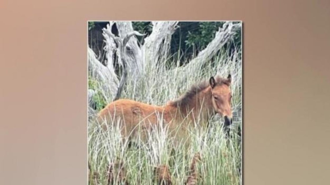 Corolla wild horses add new colt after mare's death during mating