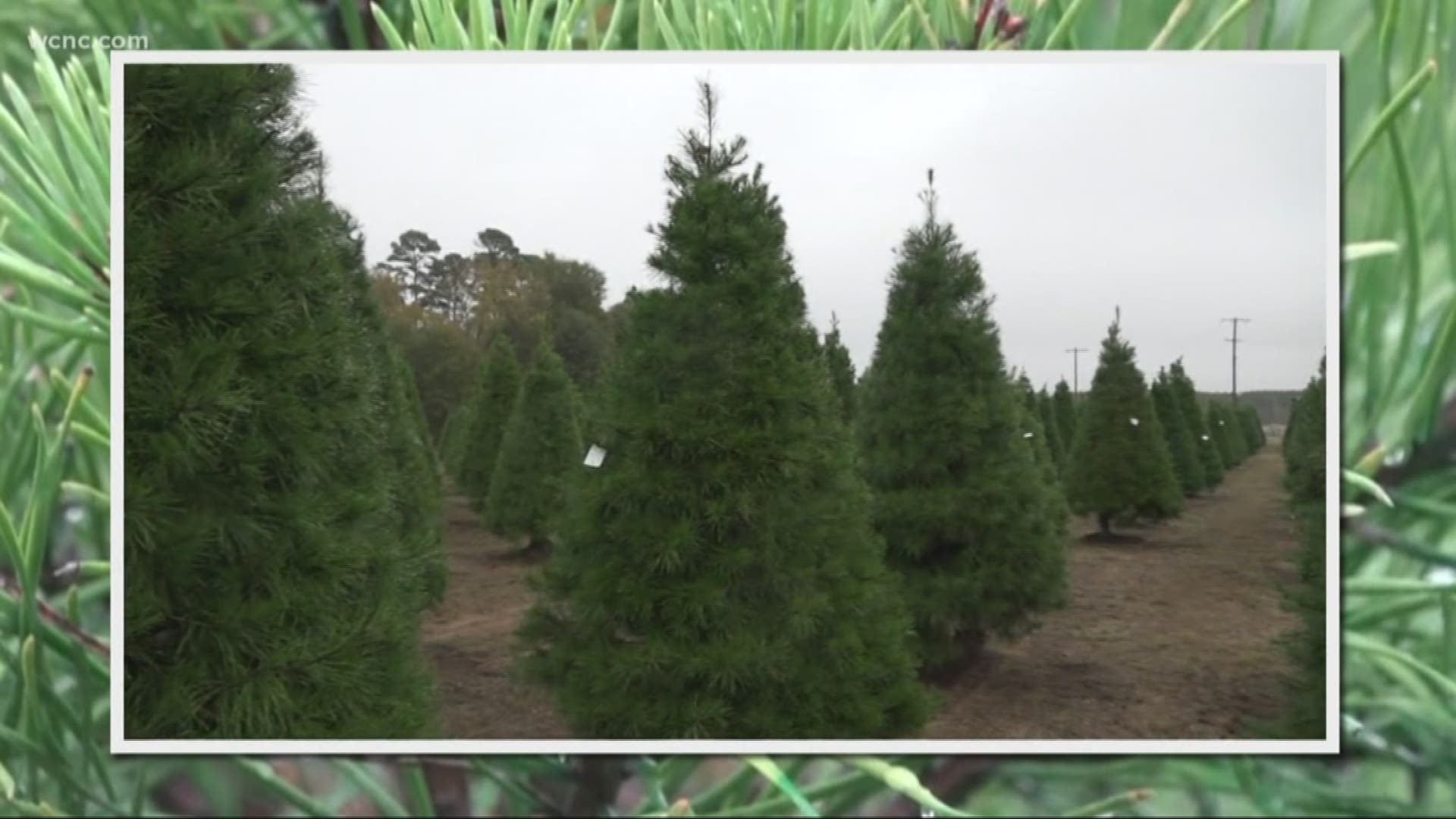 Would you rather have a real Christmas tree or do you go artificial? Right now, more people have fake trees, but that could soon change.