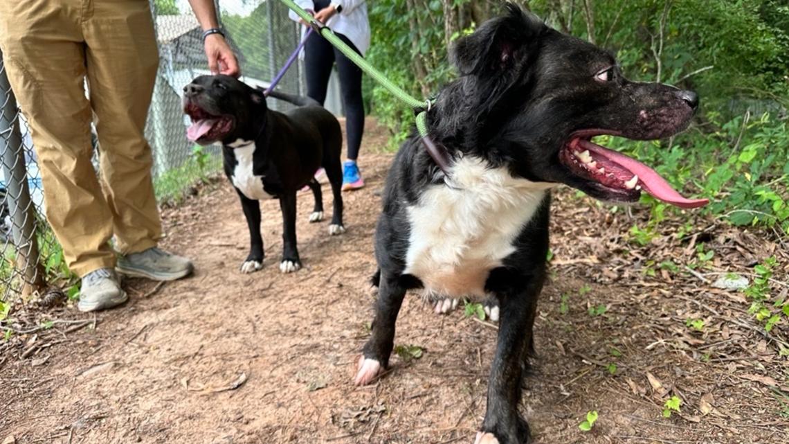 Charlotte animal shelter volunteers say airport construction will demolish key enrichment area