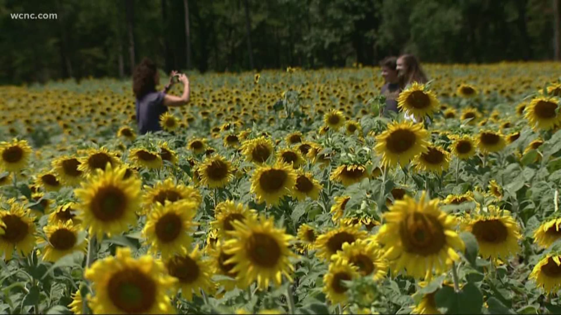 A farmer has given a gift to anyone passing along Providence Road, South of 4-85 near Waxhaw: a field of sunflowers to enjoy.