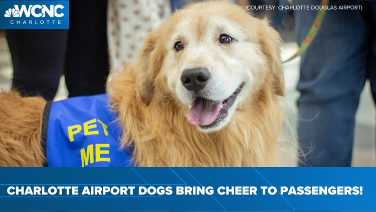 Dogs spreading joy, reducing travel stress
