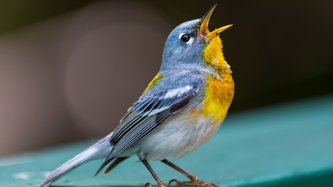 How you can help ensure migrating birds a safe flight