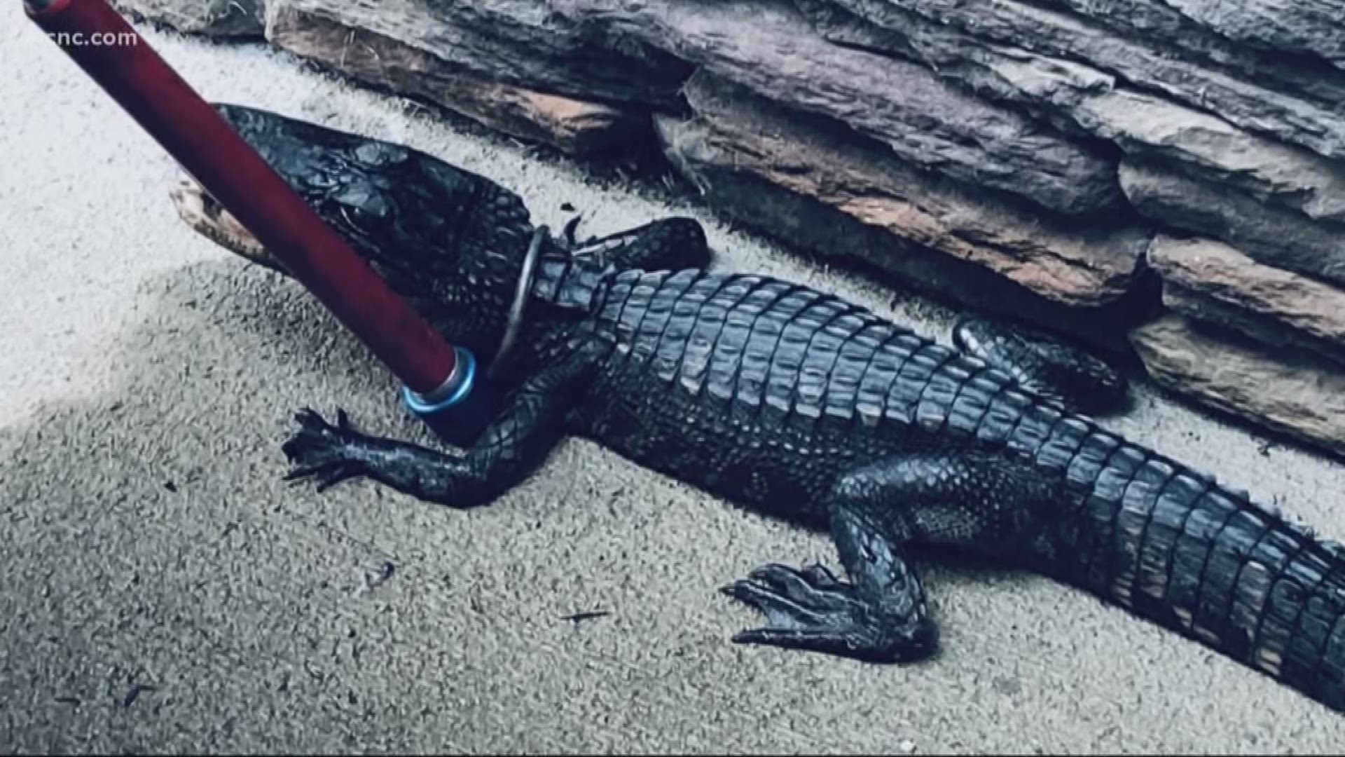 Sheriff's deputies and animal control were called to the Vintage Creek subdivision Sunday, and found a small alligator in a family's driveway.