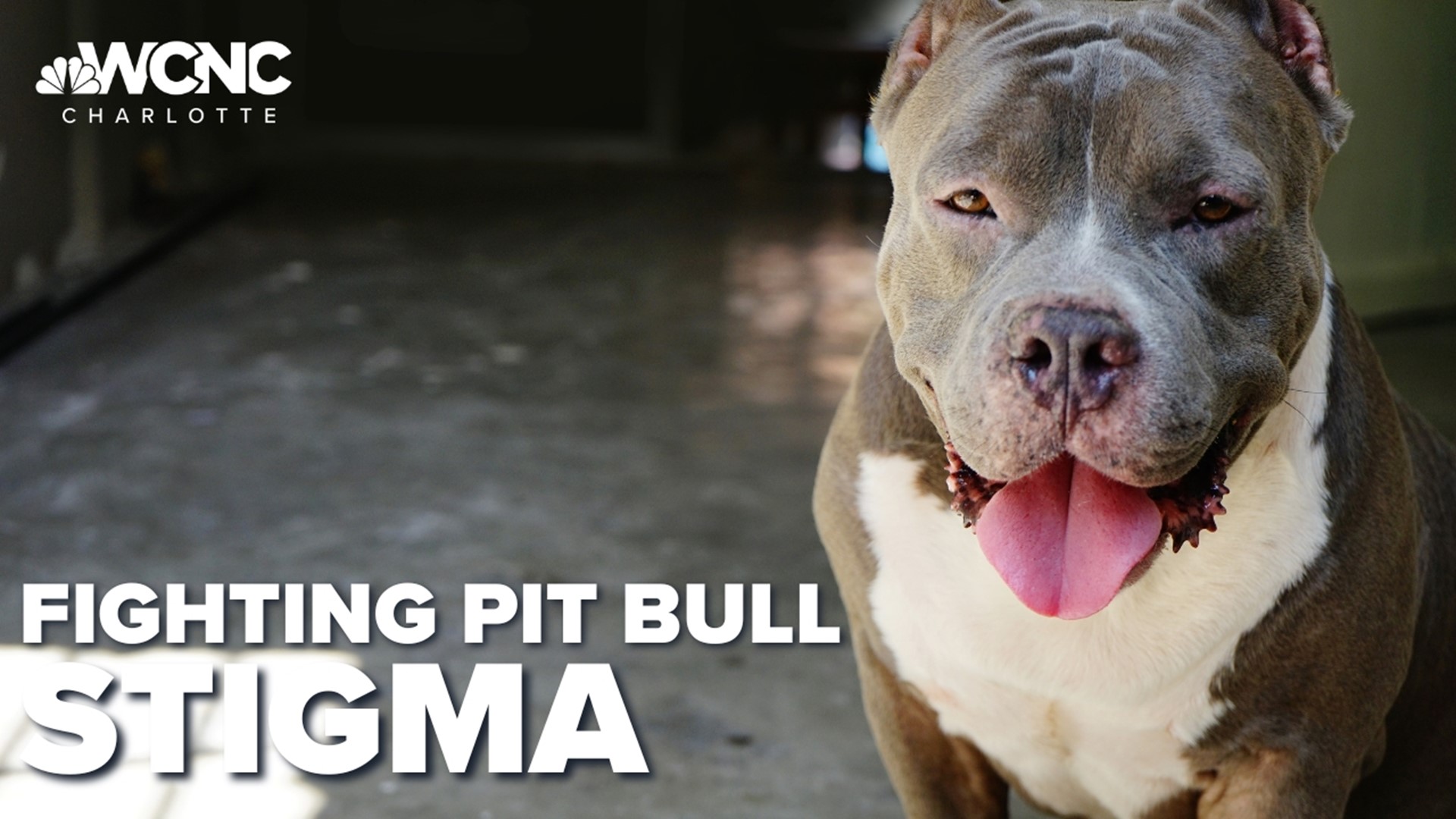 About half a million dollars is donated to help Stand For Animals provide free vet care to pit bull owners. It will help with overpopulation and the stigma.
