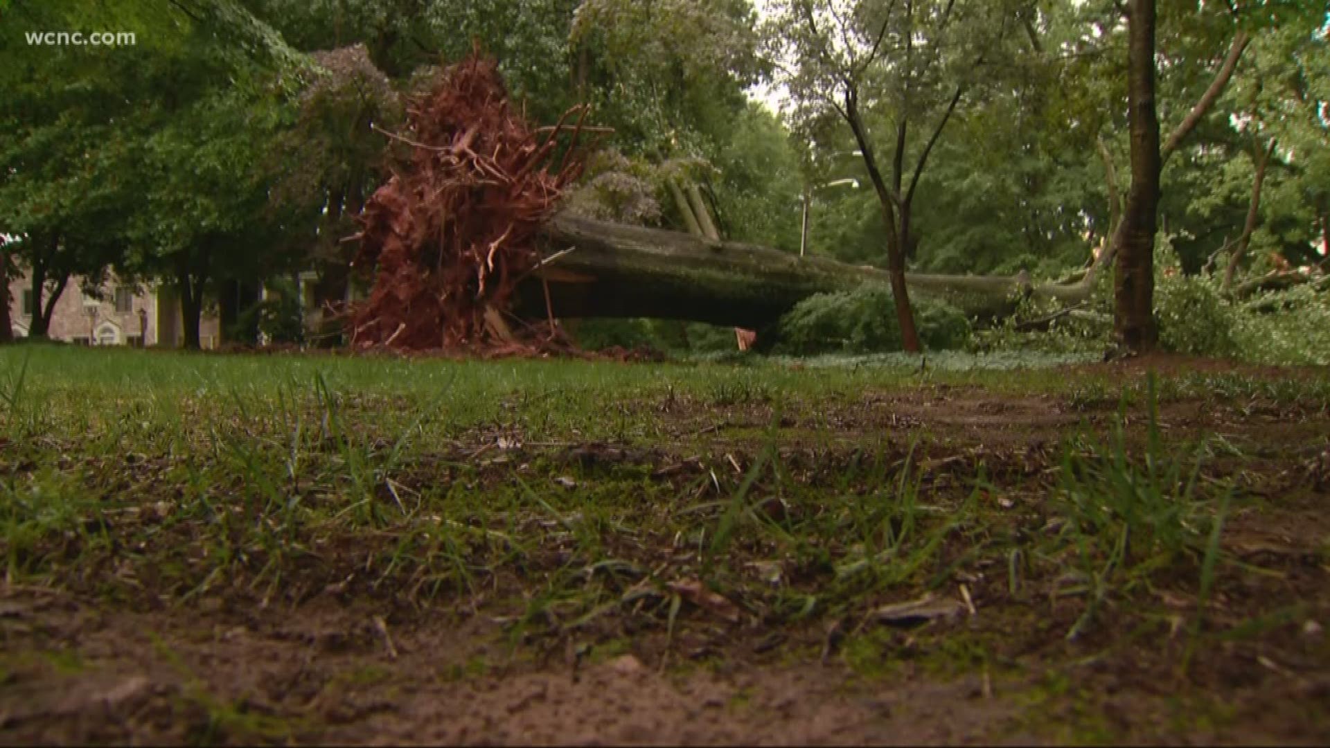 Cleanup is now underway after storms tore down tons of trees and power lines in Charlotte.