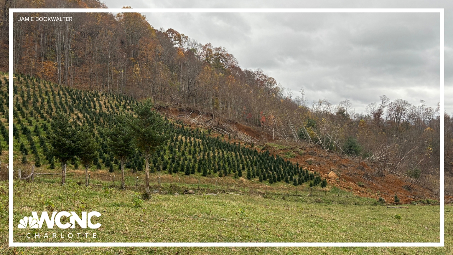 Many families also travel to western North Carolina this time of the year to find the perfect tree. But some farms are reeling from the impacts of Hurricane Helene.