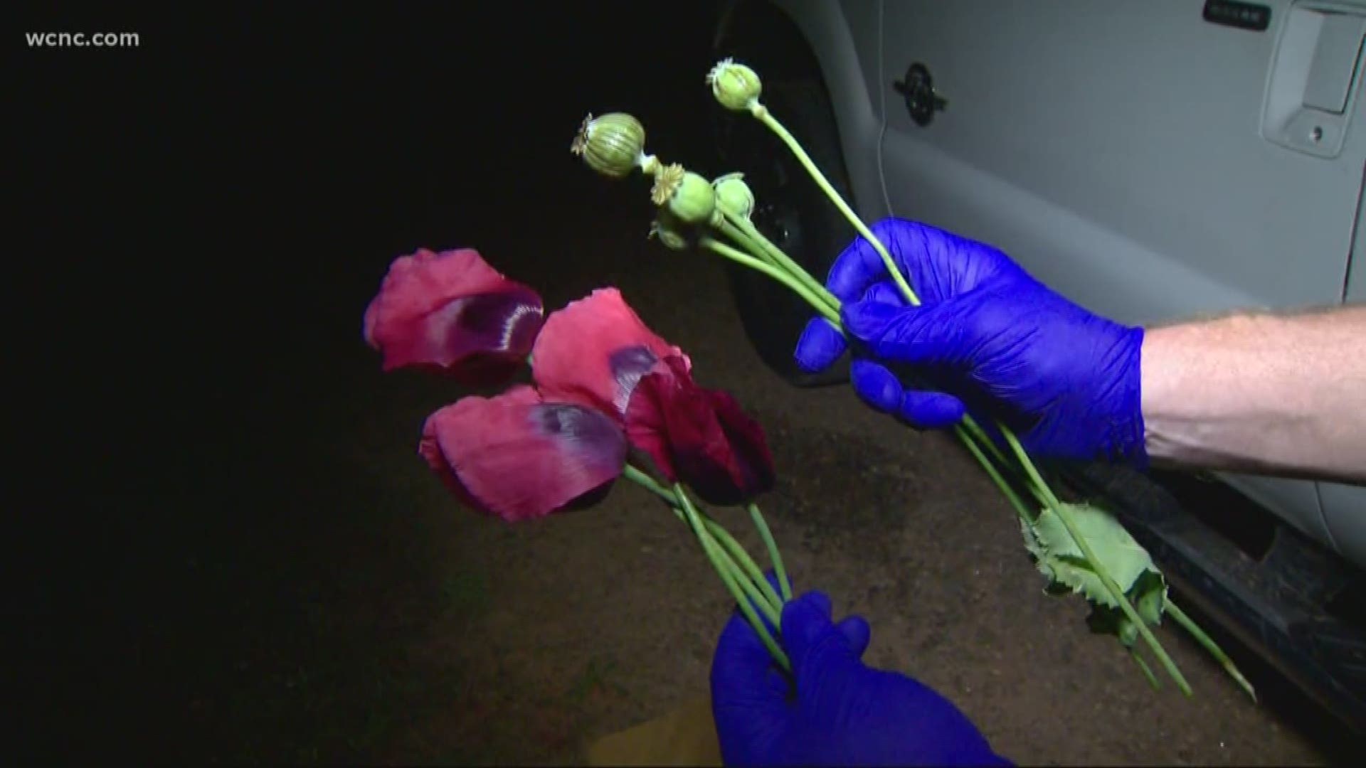 Illegal poppy plants found in Alexander County
