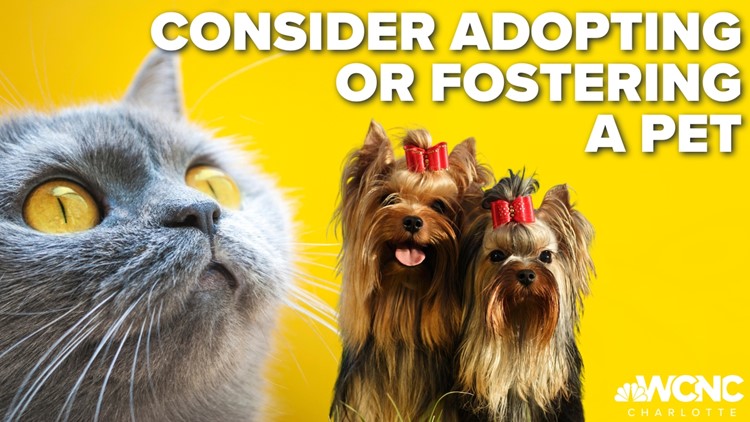 CMPD Animal Care and Control urging people to consider adopting, fostering a pet