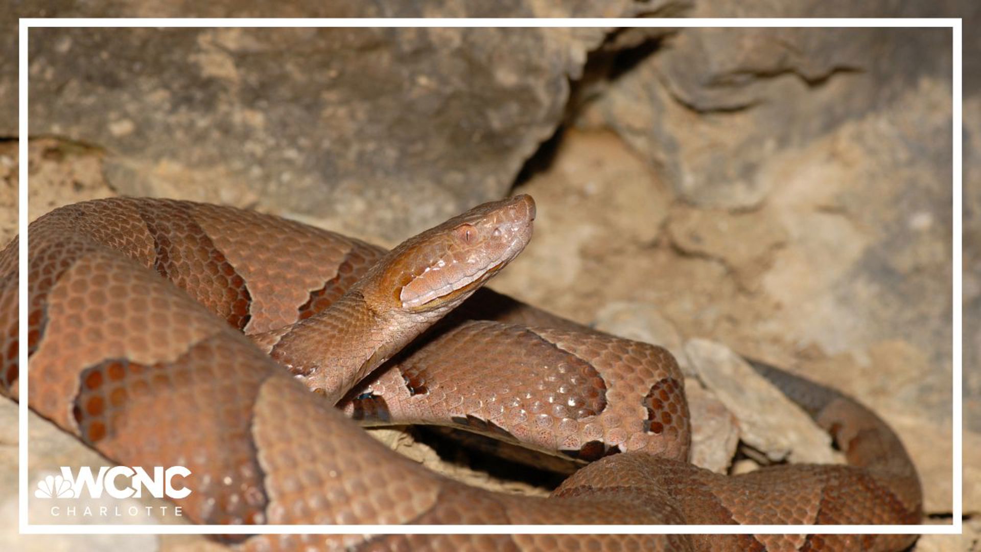 According to WakeMed, the hospital has treated nine patients for snake bites since June 1, and six needed anti-venom.
