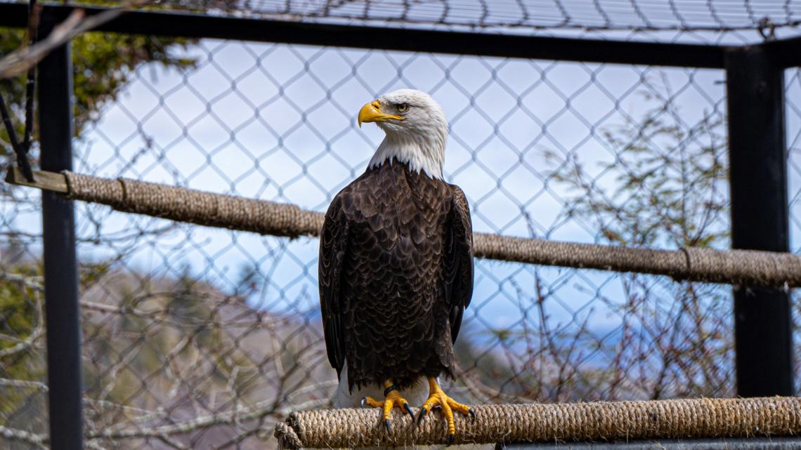 Grandfather Mountain mourns bald eagle Ajax's death at 11