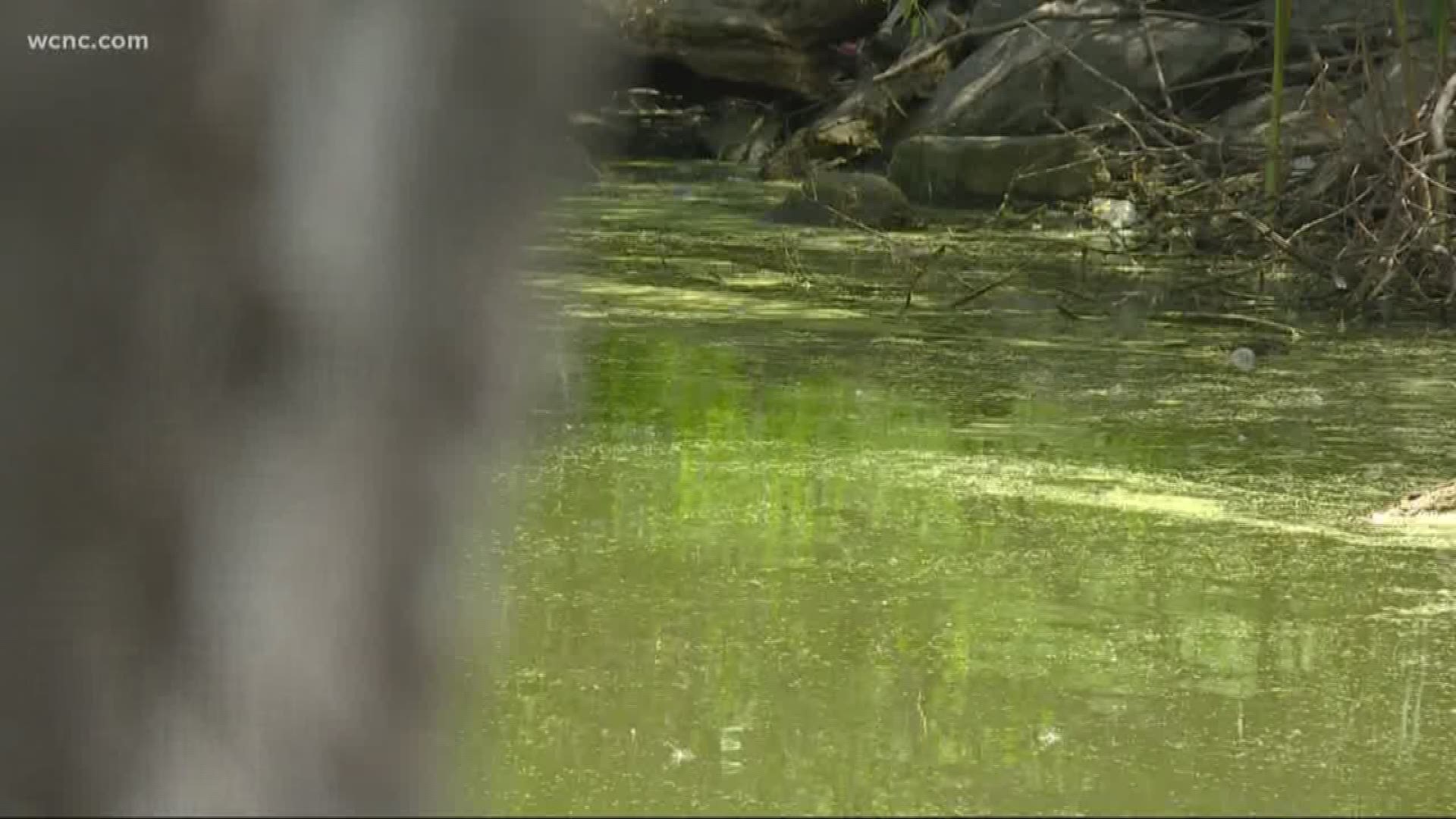 Charlotte's Park Road Pond has tested positive for the toxic blue-green algae that's responsible for killing at least three dogs in North Carolina.