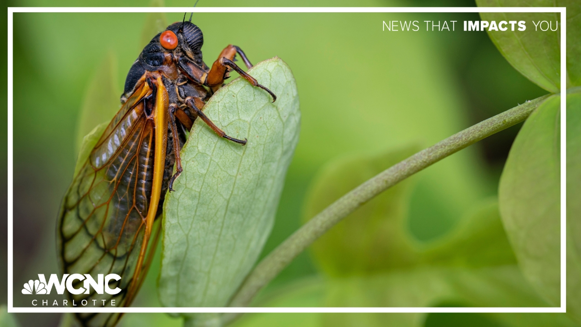The Carolinas could be in for a much quieter summer this year as experts predict a very mild cicada season.