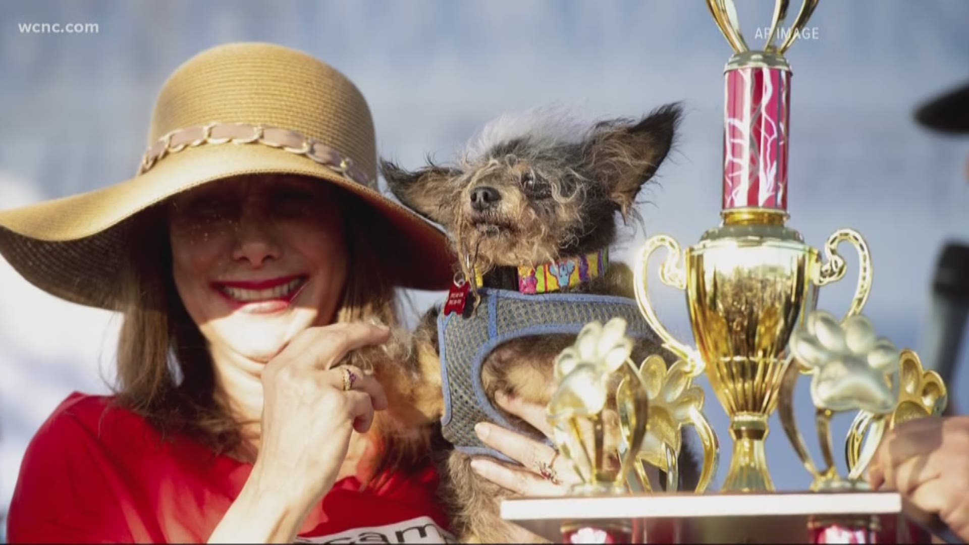 Meet Scramp. This dreadlocked poodle was named the world's ugliest dog, defeating 18 other competitors for the dubious title.