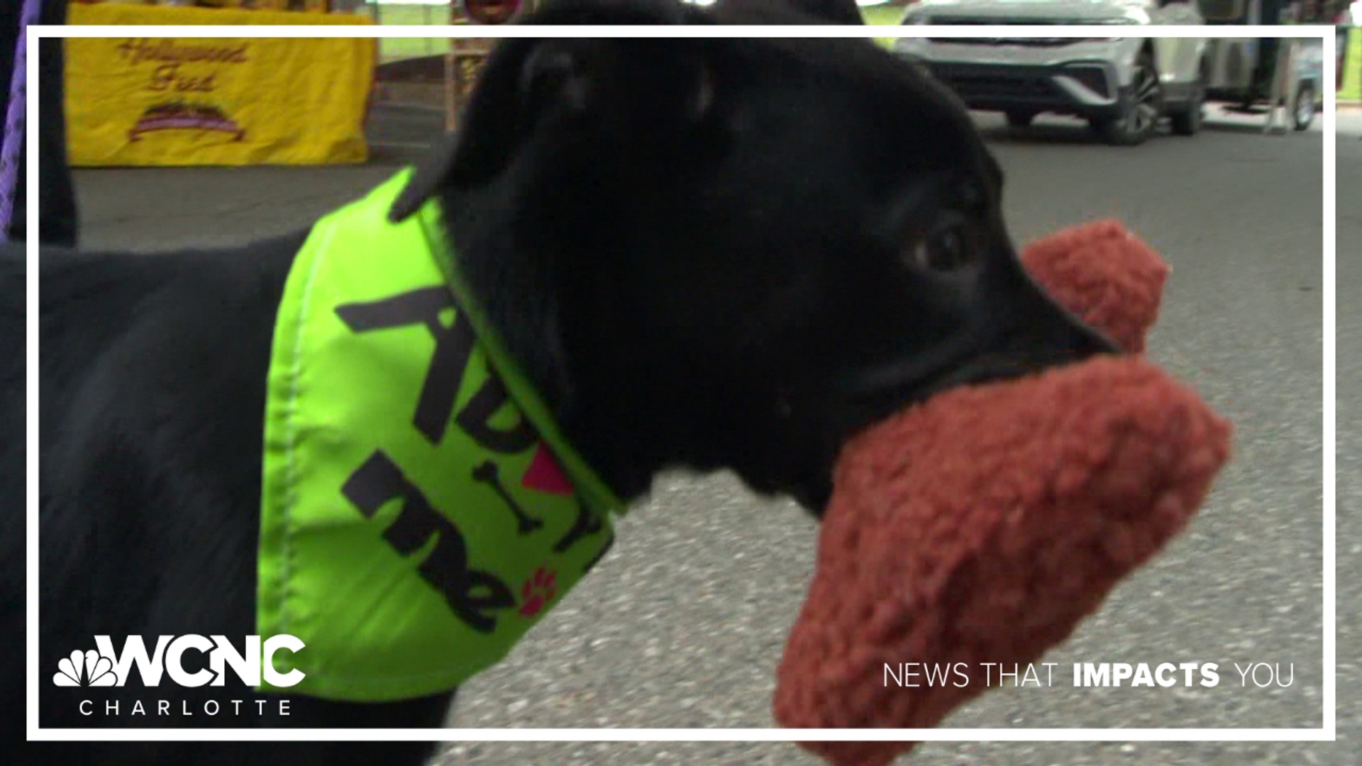 Hundreds of pets adopted during Clear the Shelters campaign | wcnc.com