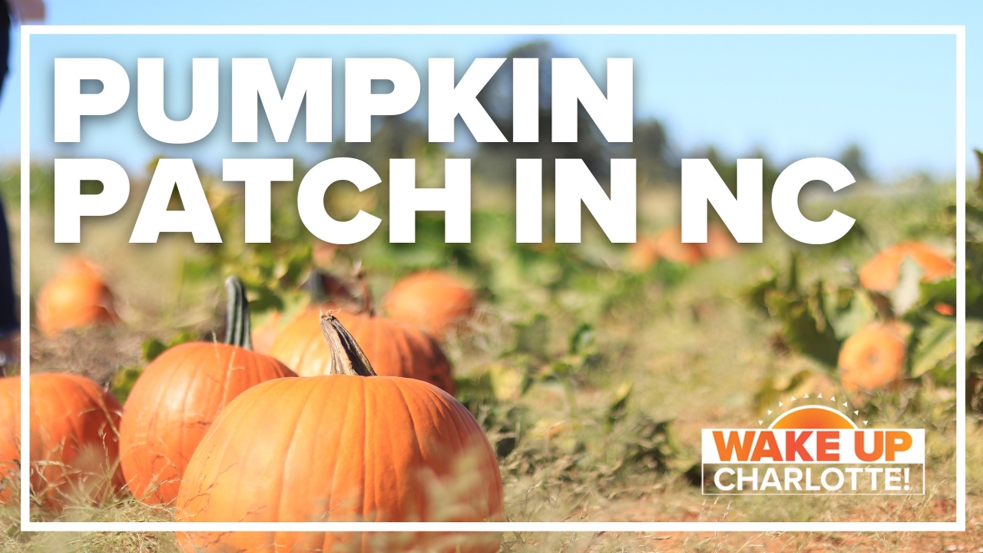 You can find pumpkin patches pretty much anywhere across our area, but one patch, in particular, is making a difference.