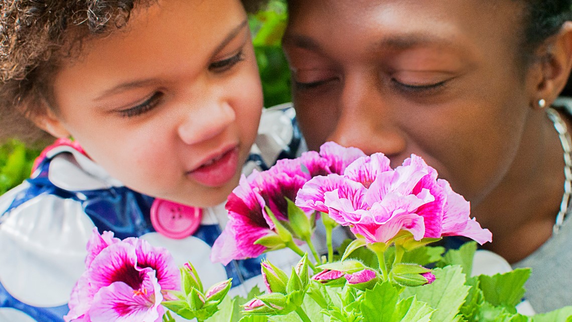 Fossil fuels, pollution changing they way flowers smell
