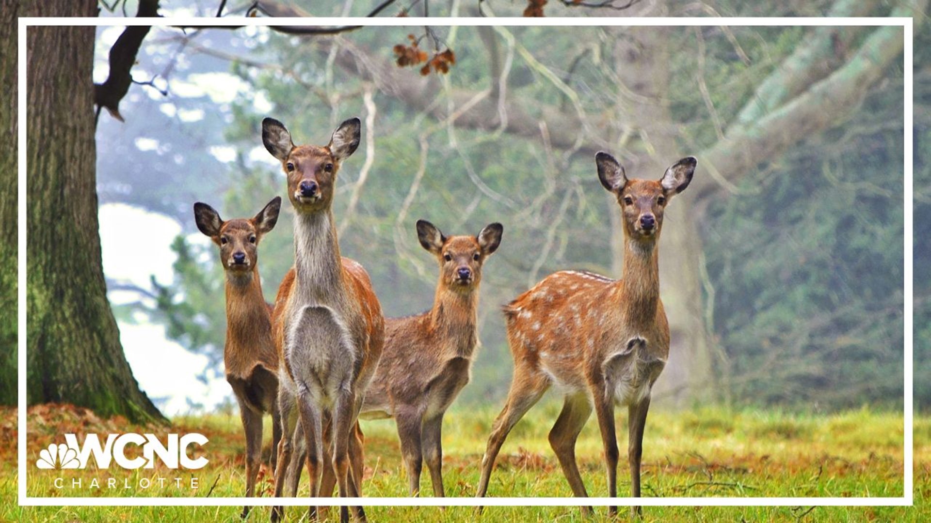 Tega Cay city leaders are once again attempting to slow its growing deer population.